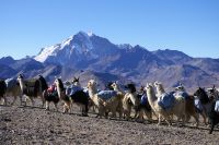 "Unsere" Lamas am Apachela-Pass.