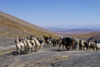 Die Lamas überholen am Jurikhota-Pass.